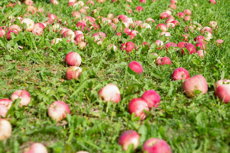 Fallen red apples on a Sunny lawn next to an Apple treeの写真素材