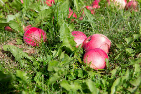 Beautiful red ripe apples scattered on the fresh green grass.