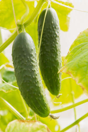 Growth and flowering of delicious greenhouse cucumbersの写真素材