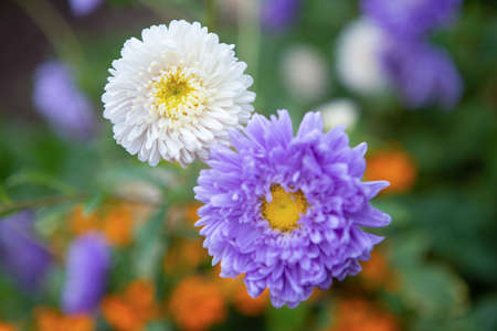 Aster - an ornamental plant with beautiful inflorescences-baskets. Green flower backgroundの写真素材