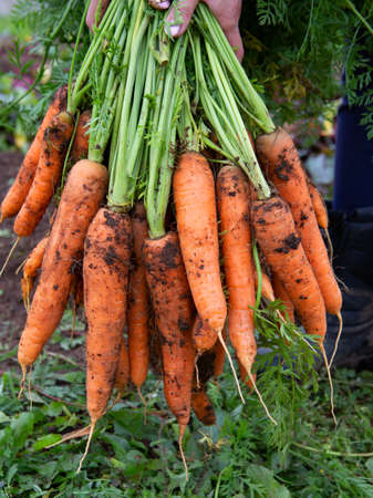 a bunch of freshly dug carrots. Fresh cropの写真素材