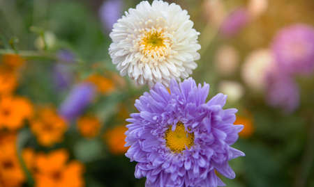 Large bright Aster flowers purple and white in the gardenの写真素材