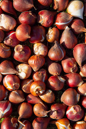 bulbs of garden tulips ready for autumn planting in the flower bed. Background texture