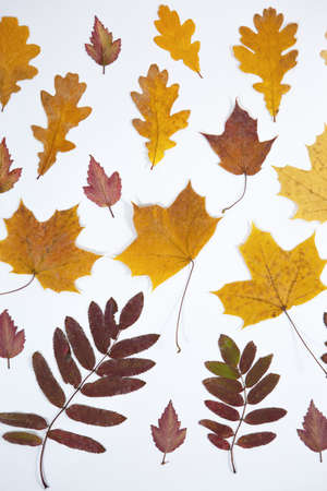 Collection a set of bright beautiful and colorful autumn leaves isolated on a white background