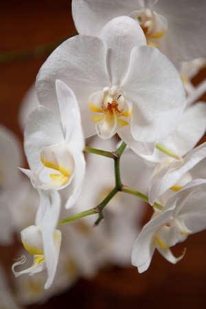 Large blooming white Orchid flowers. Close-up photo