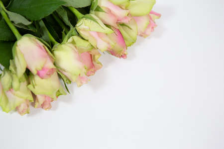 A beautiful bouquet of delicate pink and green roses on a white background as a gift for women on a holidayの写真素材