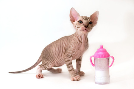 A kitten of the Canadian Sphinx