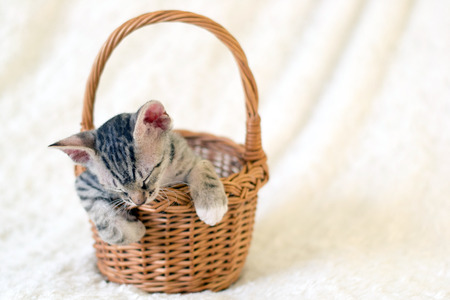 Little fluffy kitten sleeping in the basket.の写真素材
