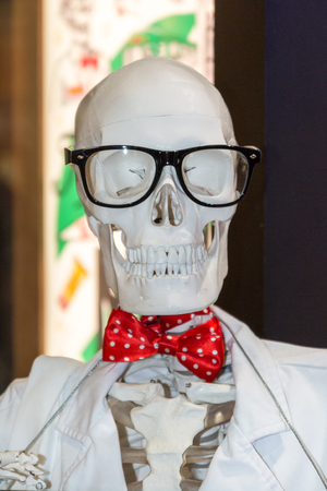 Human skeletonの写真素材