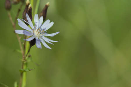 Cornflower flowers on a green backgroundの写真素材