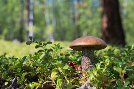 boletus mushroom in the green grassの写真素材