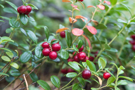 cranberries in green leavesの写真素材