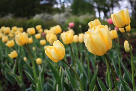 Yellow tulips closeupの写真素材