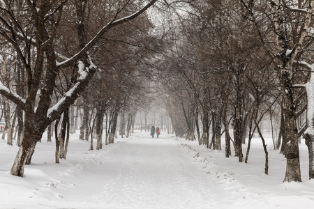 Snowfall in November on city streetsの写真素材