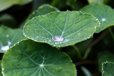 Green leaves of flowers in a garden after a rainの写真素材