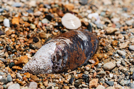 Sea cockleshells on the coast of the sea in summer dayの写真素材