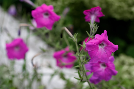 Gentle flowers of a petunia in the gardensの写真素材