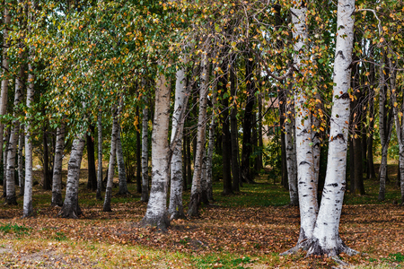Birchwood in the city park in Septemberの写真素材
