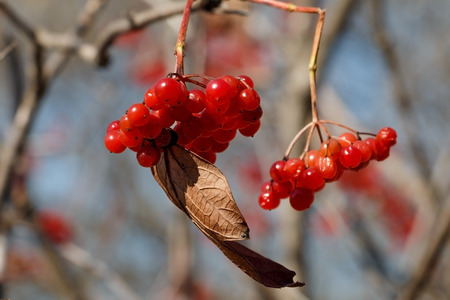 Ripe red berry in the autumn park of rest. Russia, Vladivostokの写真素材