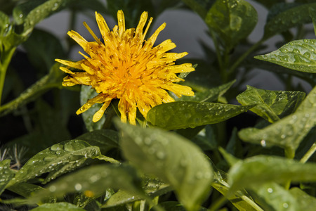 Yellow dandelion after a rain among a green grassの写真素材