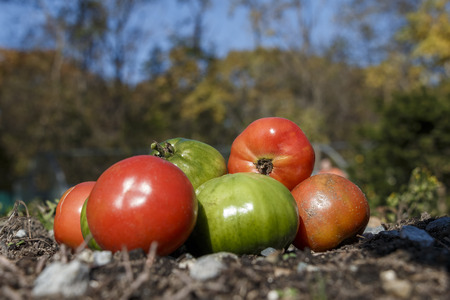 Red and green tomatoes on a personal plotの写真素材