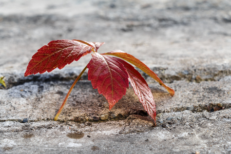 Red autumn leaves on concrete under beams of the sunの写真素材