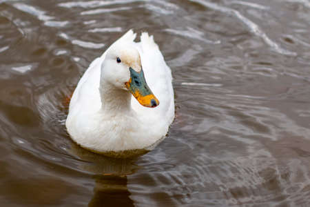 Floating duck in the lake of the Shtykovskie Prudy recreation Park