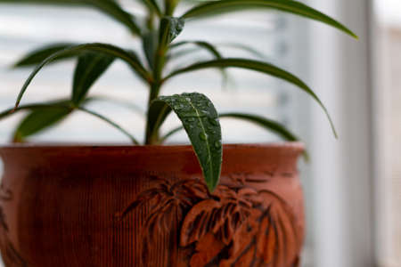 A flower leaf with water drops after rain