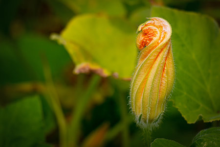 A blooming pumpkin flower in the backyardの写真素材