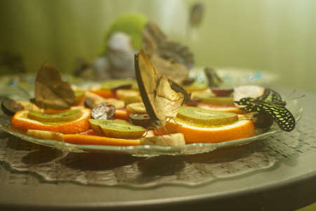 What could be more beautiful than these velvet creatures Butterflies eat fruitの写真素材