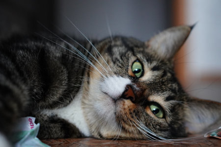 They are a page in life for us, and we are the whole life for them. A cat at a photo shoot after a nice lunchの写真素材