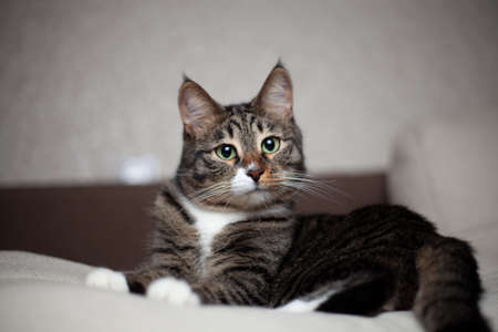 They are a page in life for us, and we are the whole life for them. A cat at a photo shoot after a nice lunchの写真素材