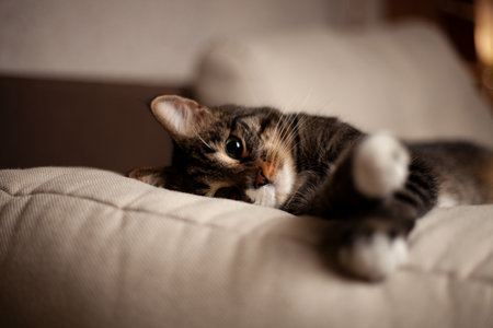 They are a page in life for us, and we are the whole life for them. A cat at a photo shoot after a nice lunchの写真素材