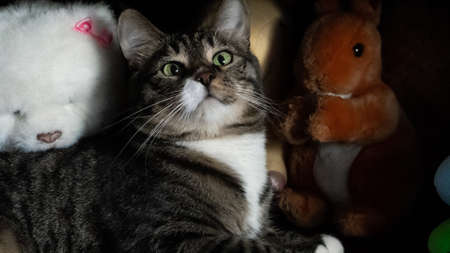 They are a page in life for us, and we are the whole life for them. A cat at a photo shoot after a nice lunchの写真素材