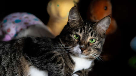 They are a page in life for us, and we are the whole life for them. A cat at a photo shoot after a nice lunchの写真素材