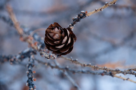 Plants in the mountains of Khakassiaの写真素材