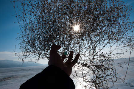 Sun through the tumbleweedの写真素材