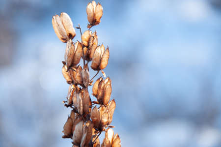 Plants in the mountains of Khakassiaの写真素材