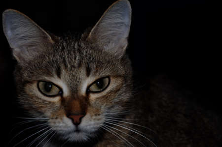 Cute catの写真素材