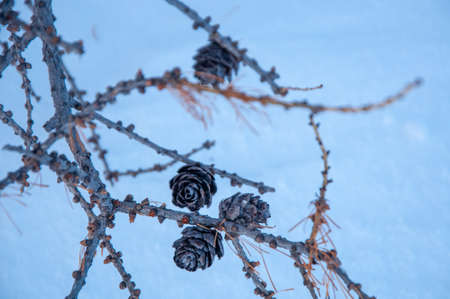 Plants in the mountains of Khakassiaの写真素材