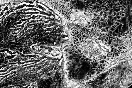 Abstract background. Monochrome texture. Image includes a effect the black and white tones.