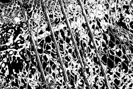 Abstract background. Monochrome texture. Image includes a effect the black and white tones.の写真素材