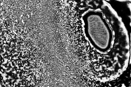 Abstract background. Monochrome texture. Image includes a effect the black and white tones.