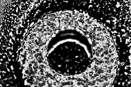 Abstract background. Monochrome texture. Image includes a effect the black and white tones.