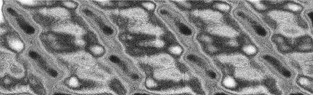 Abstract background. Monochrome texture. Image includes a effect the black and white tones.