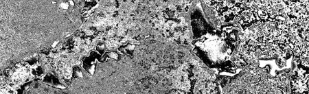 Abstract background. Monochrome texture. Image includes a effect the black and white tones.