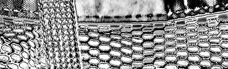 Abstract background. Monochrome texture. Image includes a effect the black and white tones.
