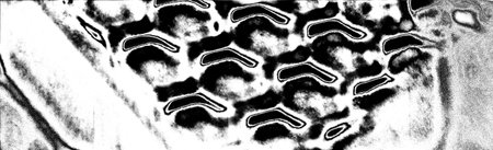 Abstract background. Monochrome texture. Image includes a effect the black and white tones.