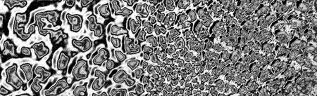 Abstract background. Monochrome texture. Image includes a effect the black and white tones.