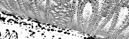 Abstract background. Monochrome texture. Image includes a effect the black and white tones.